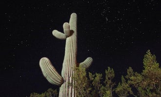 Camping near Gachado Line Camp — Organ Pipe Cactus National Monument: Twin Peaks Campground — Organ Pipe Cactus National Monument, Lukeville, Arizona