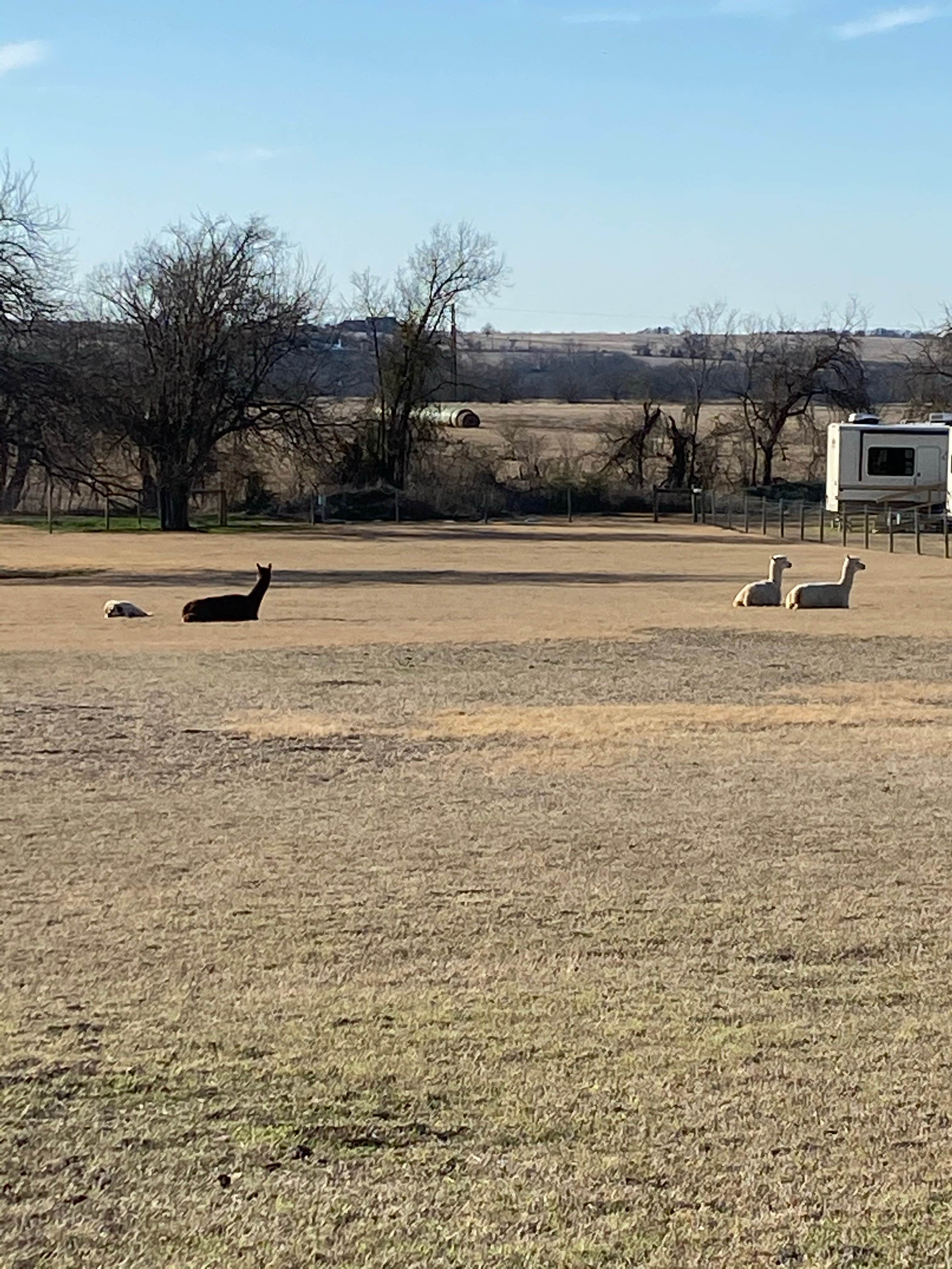 Camper-submitted photo at Wagon Master RV Park and Alpaca Farm near Frisco, TX
