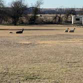 Review photo of Wagon Master RV Park and Alpaca Farm by Kelsey G., January 16, 2020