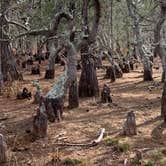 Review photo of Topsail Hill Preserve State Park Campground by Ray & Terri F., January 16, 2020