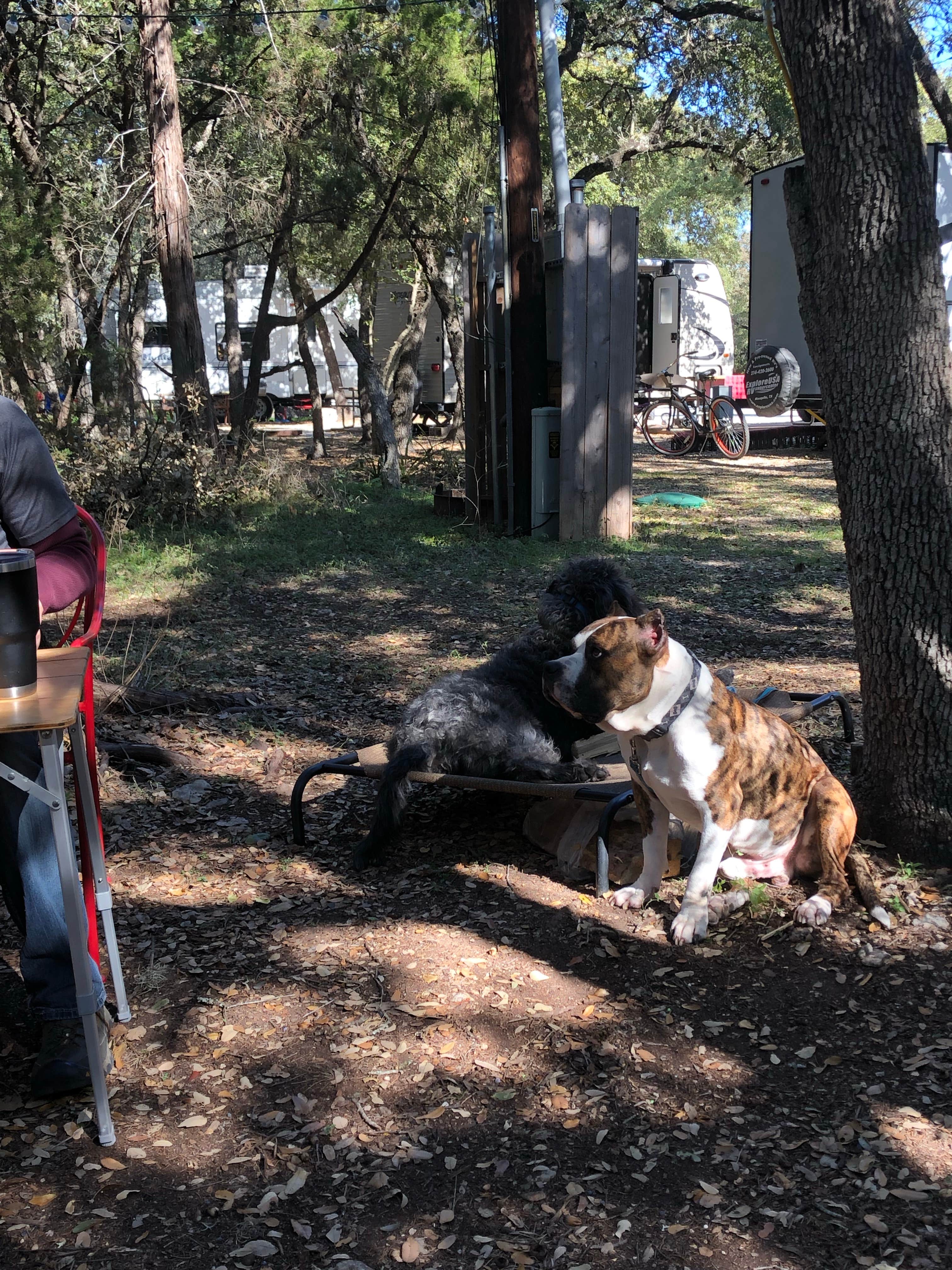 Celest C.'s photo of camping with pets at Yogi Bear's Jellystone Park™ Camp-Resort: Canyon Lake near Spring Branch, TX