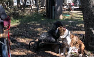 Celest C.'s photo of camping with pets at Yogi Bear's Jellystone Park™ Camp-Resort: Canyon Lake in Texas