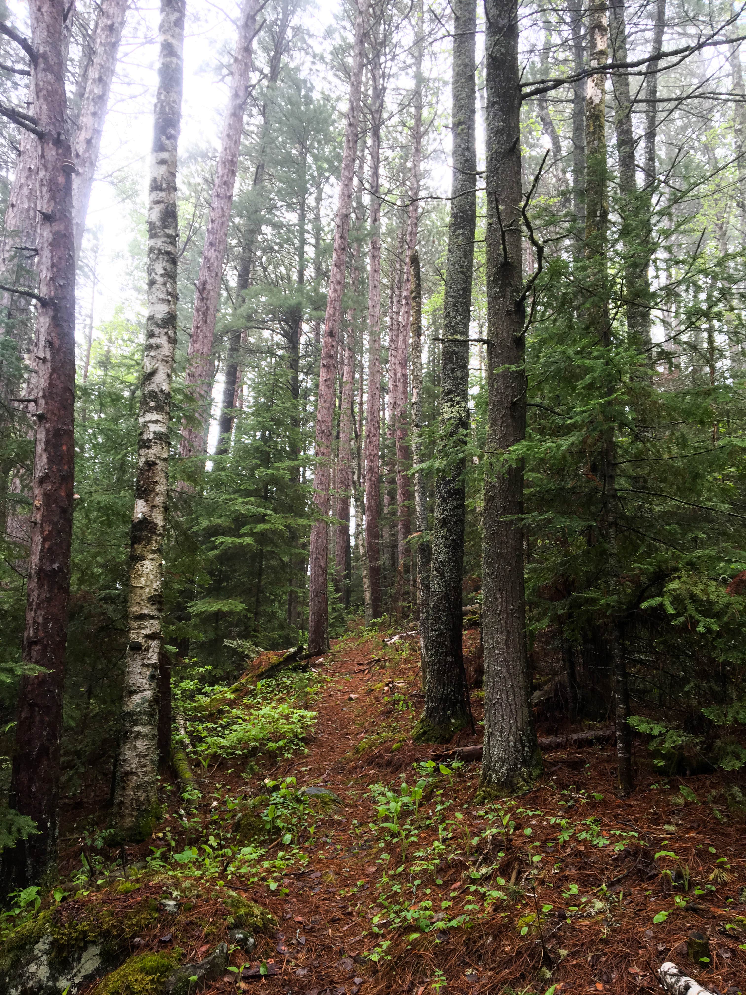 Camping near East Bearskin Lake Campground: Pine Lake Campsite, Grand Marais, Minnesota