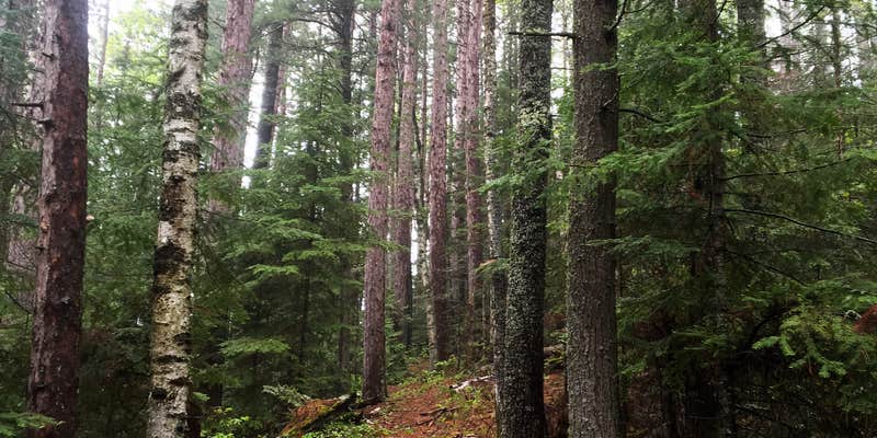 Camper submitted image from Pine Lake Campsite