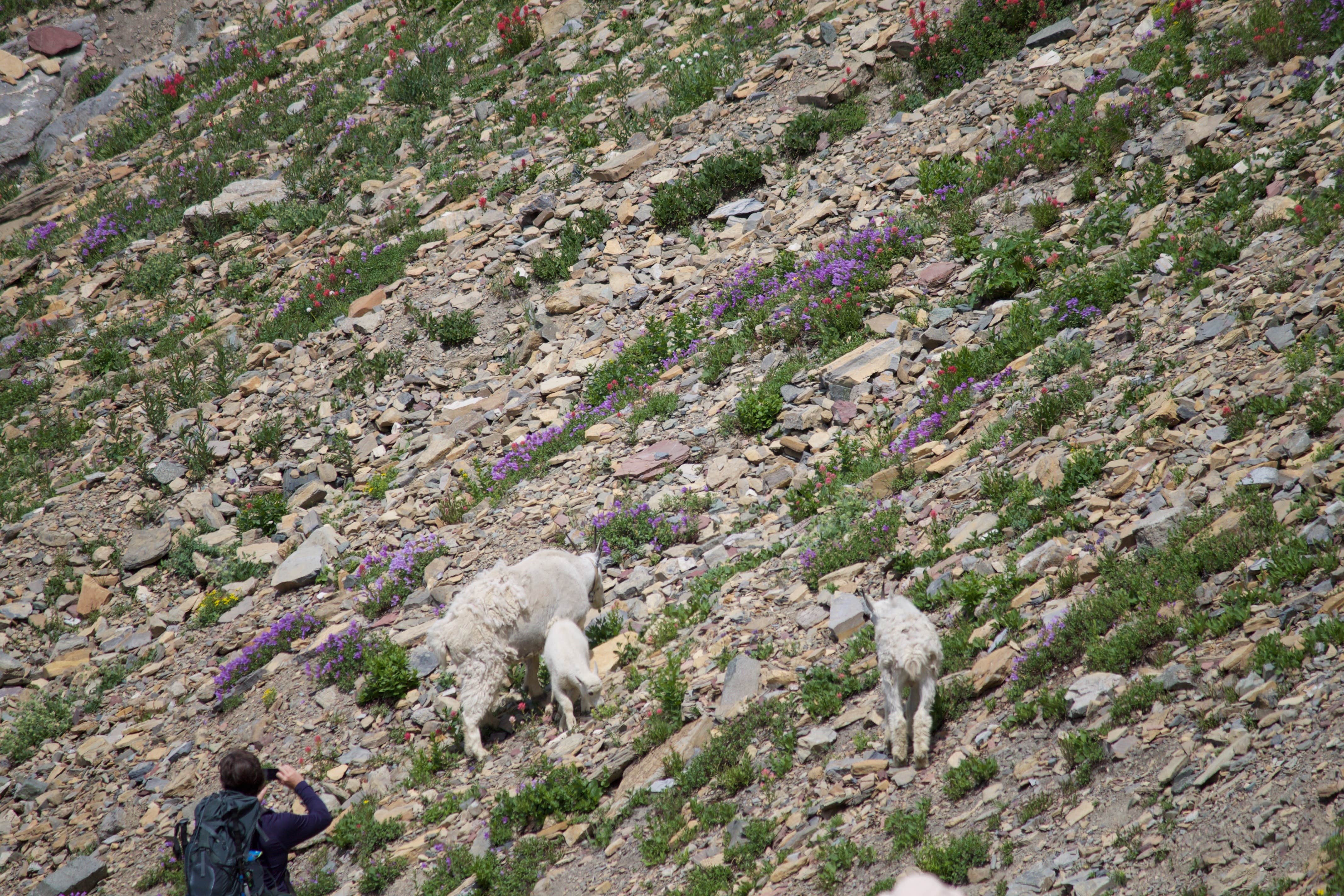 Amanda D.'s photo of camping with pets at Glacier Campground near Kalispell, MT