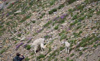 Amanda D.'s photo of camping with pets at Glacier Campground near Glacier National Park