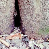 Review photo of Charlestown State Park Campground by Bryana D., August 28, 2017