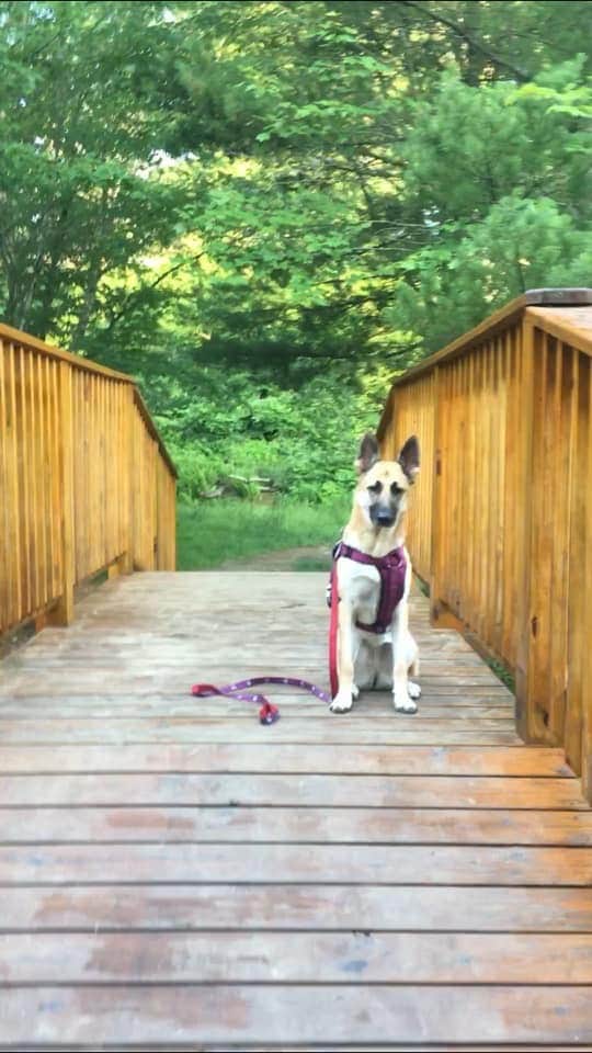 Rae A.'s photo of camping with pets at Brialee Family Campground near Chicopee, MA
