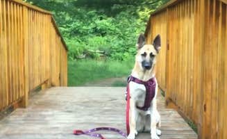 Rae A.'s photo of camping with pets at Brialee Family Campground in Connecticut