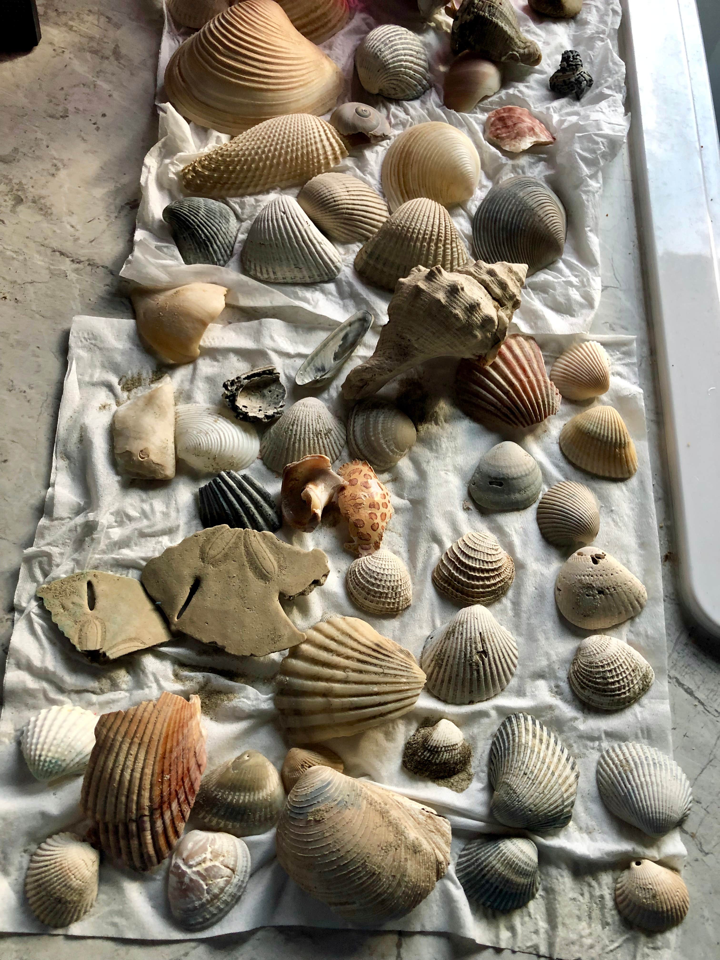 Animals