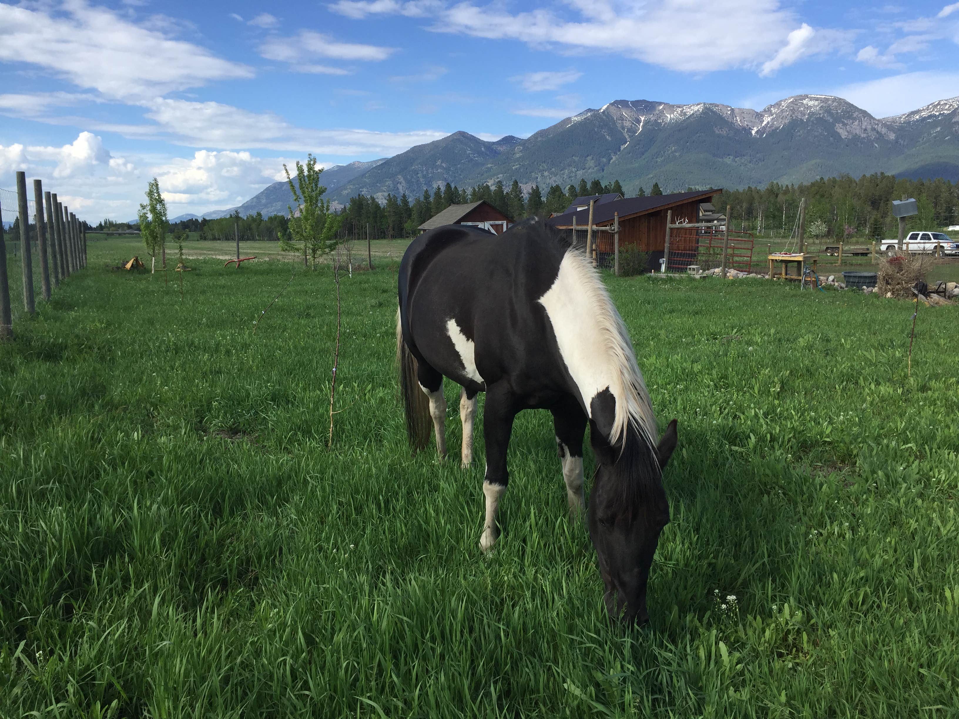 Camper-submitted photo at Honey's Place RV Spot near Kalispell, MT