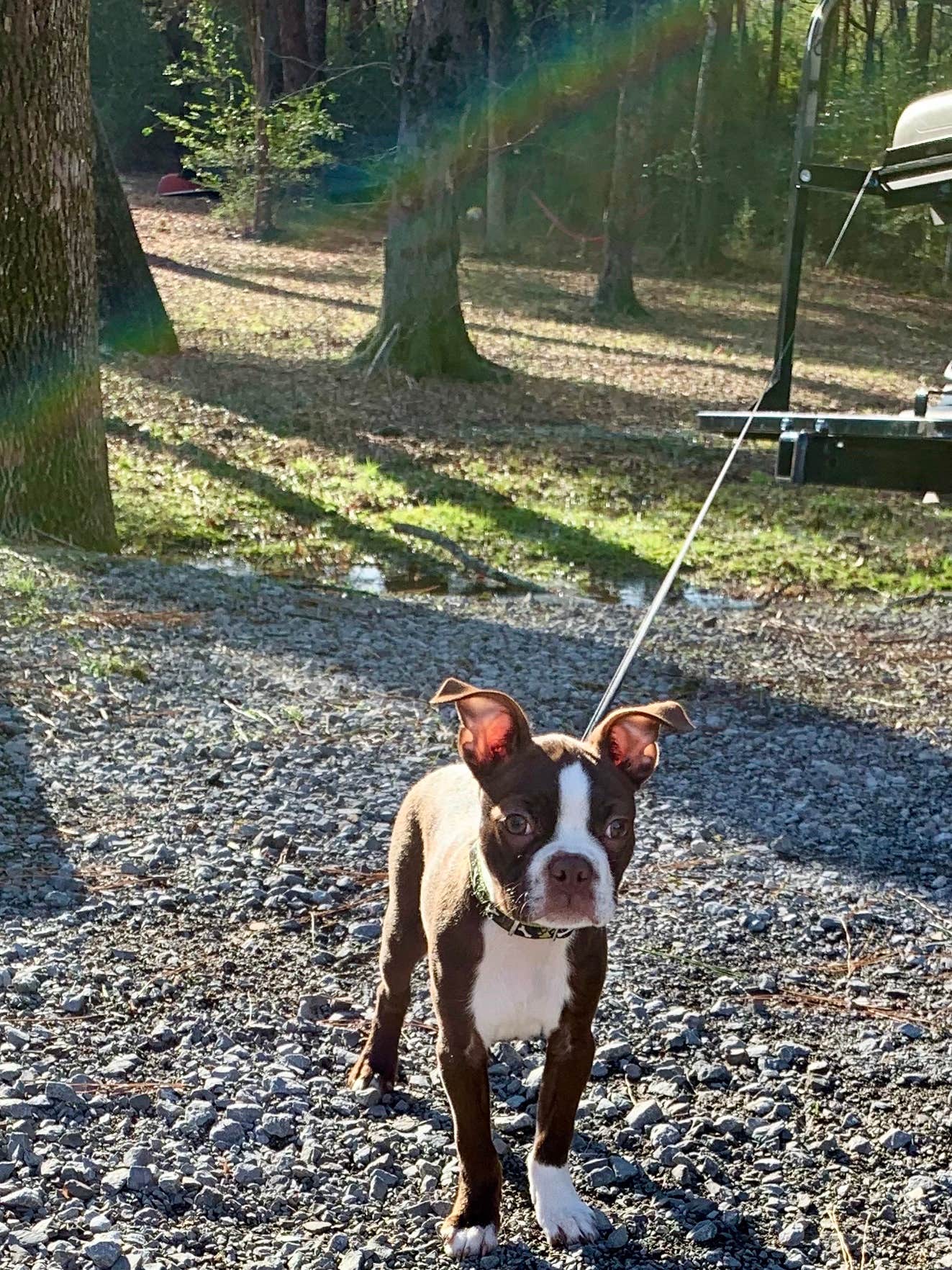 P C.'s photo of camping with pets at Goose Pond Colony Resort Campground near New Hope, AL