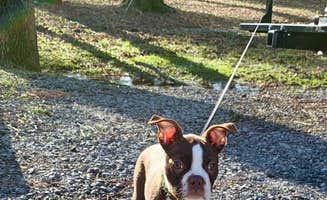 P C.'s photo of camping with pets at Goose Pond Colony Resort Campground near Normal, AL