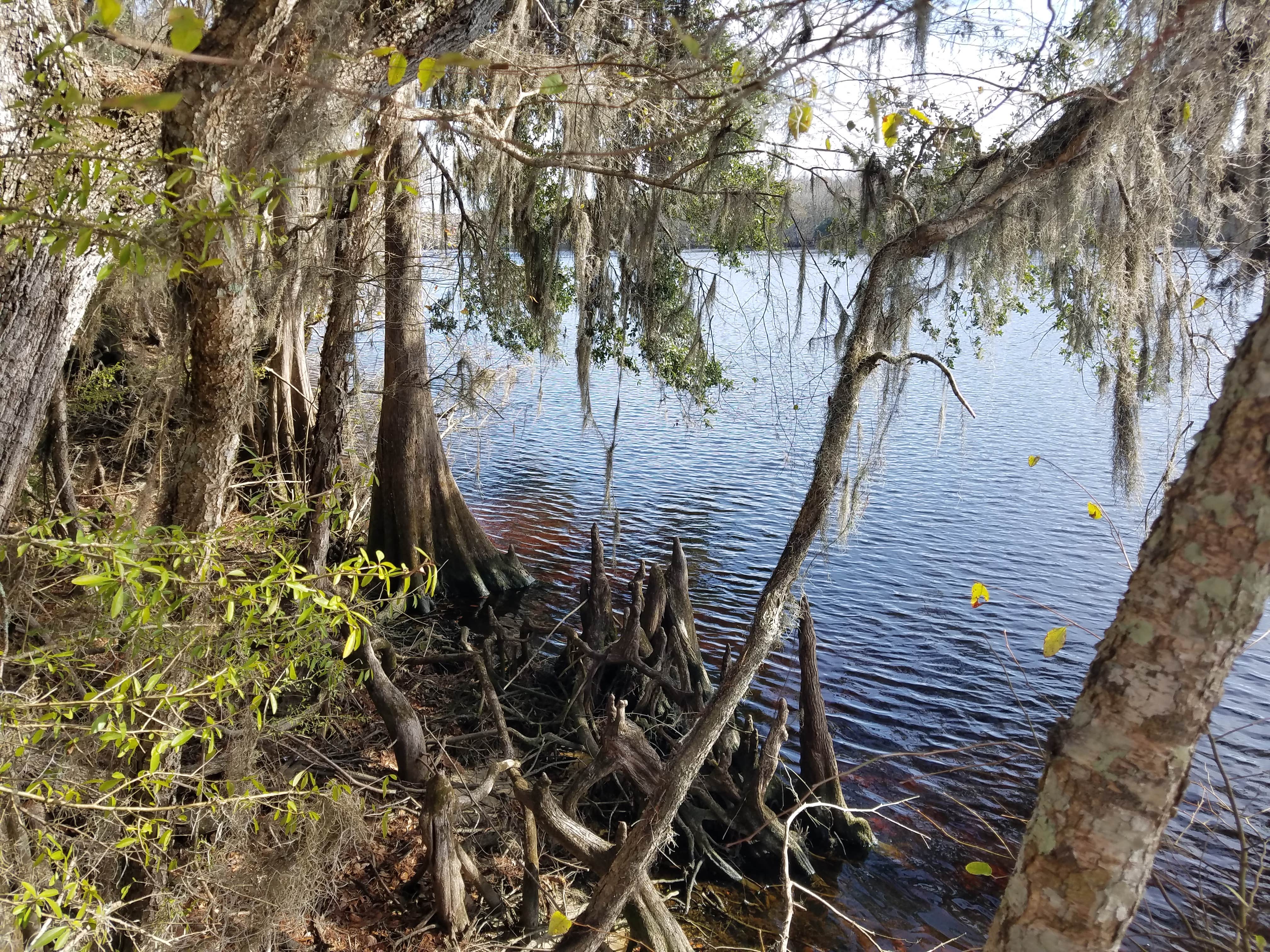 Camper submitted image from Suwannee River Hideaway Campground - 2