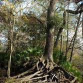 Review photo of Dogwood Campground — O'Leno State Park by Rachel G., January 20, 2020