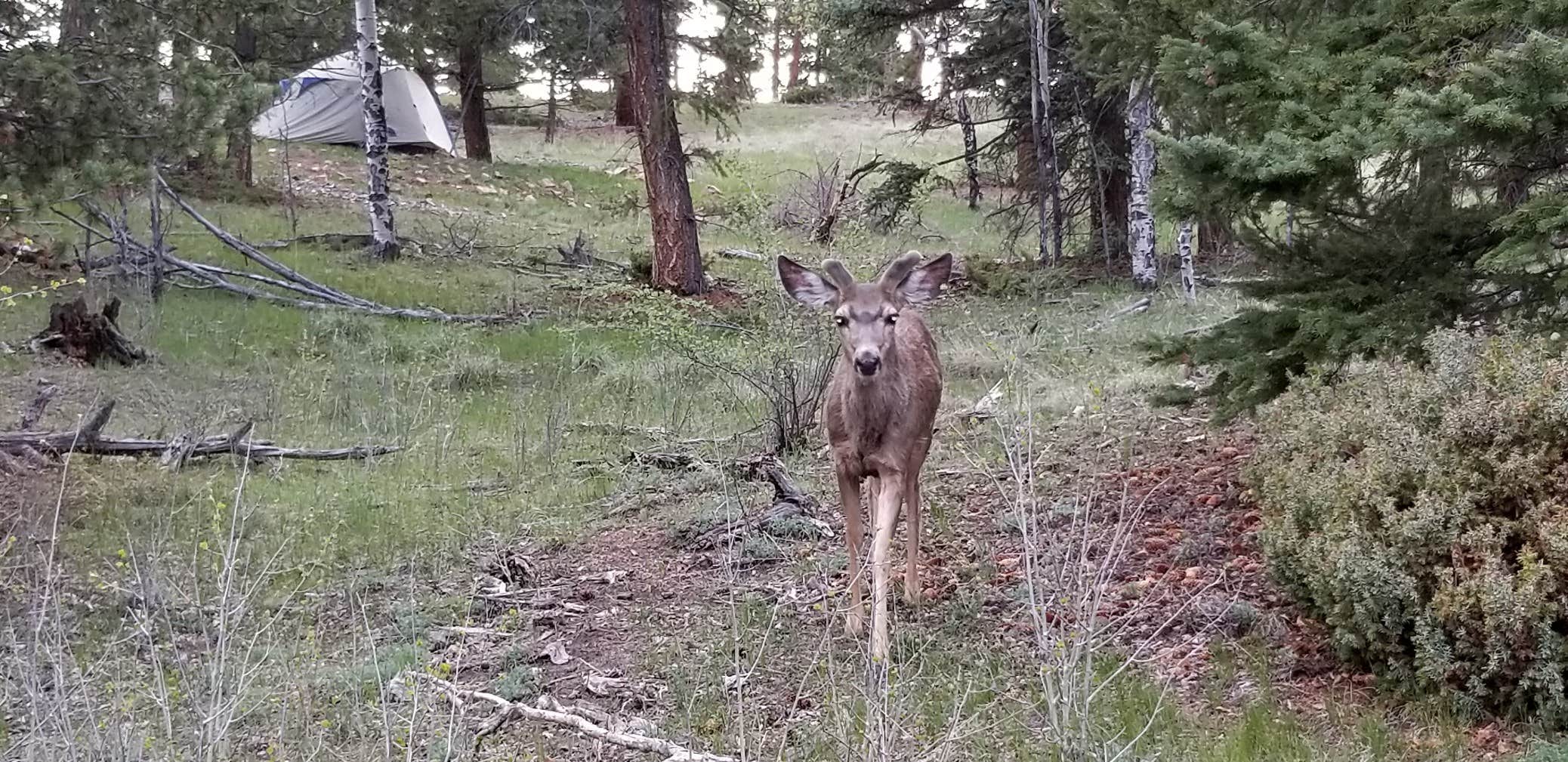 K R.'s photo of tent camping at Staunton State Park Campground near Conifer, CO