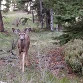 Review photo of Staunton State Park Campground by K R., January 21, 2020