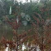 Review photo of Blackwater River State Forest Coldwater Creek by Rachel G., January 22, 2020