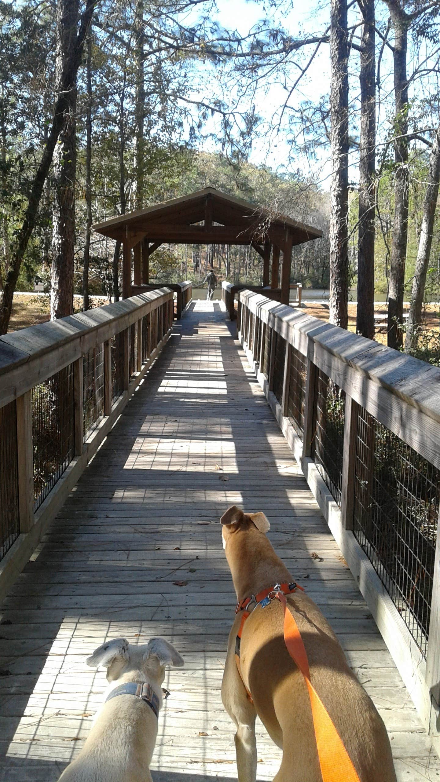 Rachel G.'s photo of camping with pets at Falling Waters State Park Campground near Panama City Beach, FL