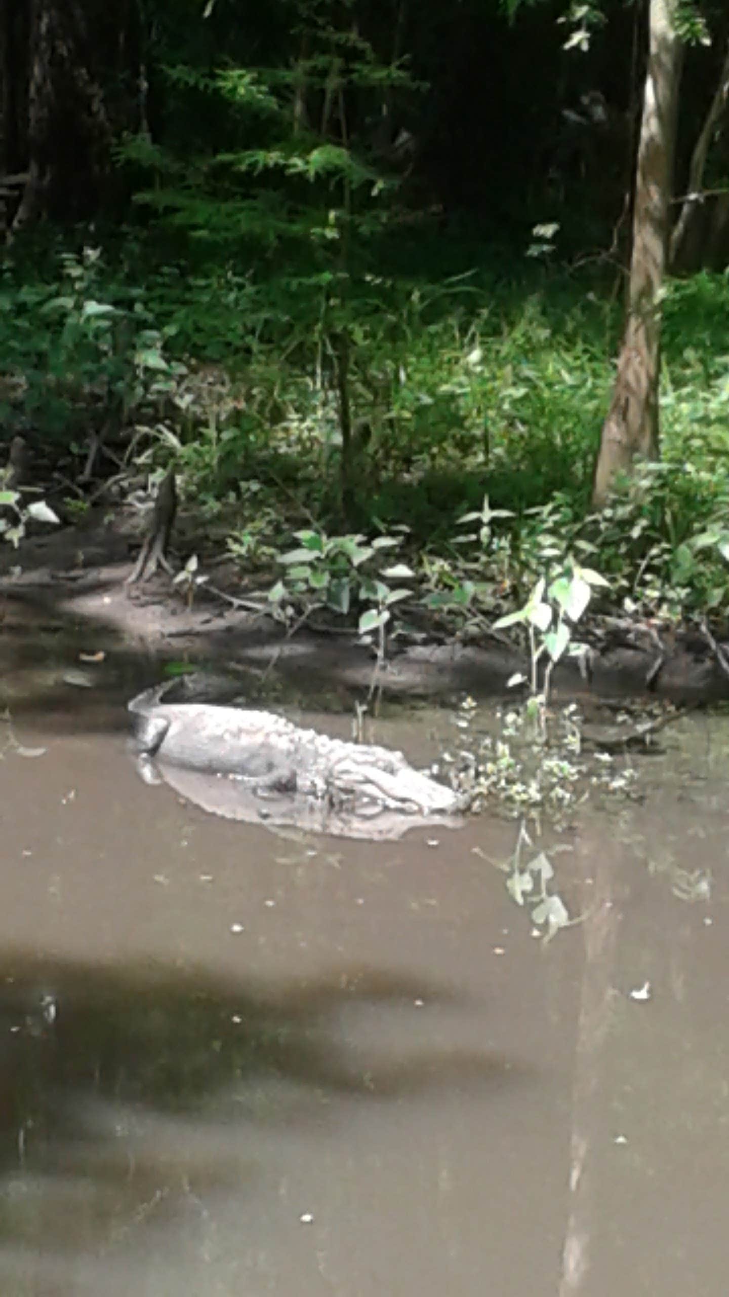 Gator