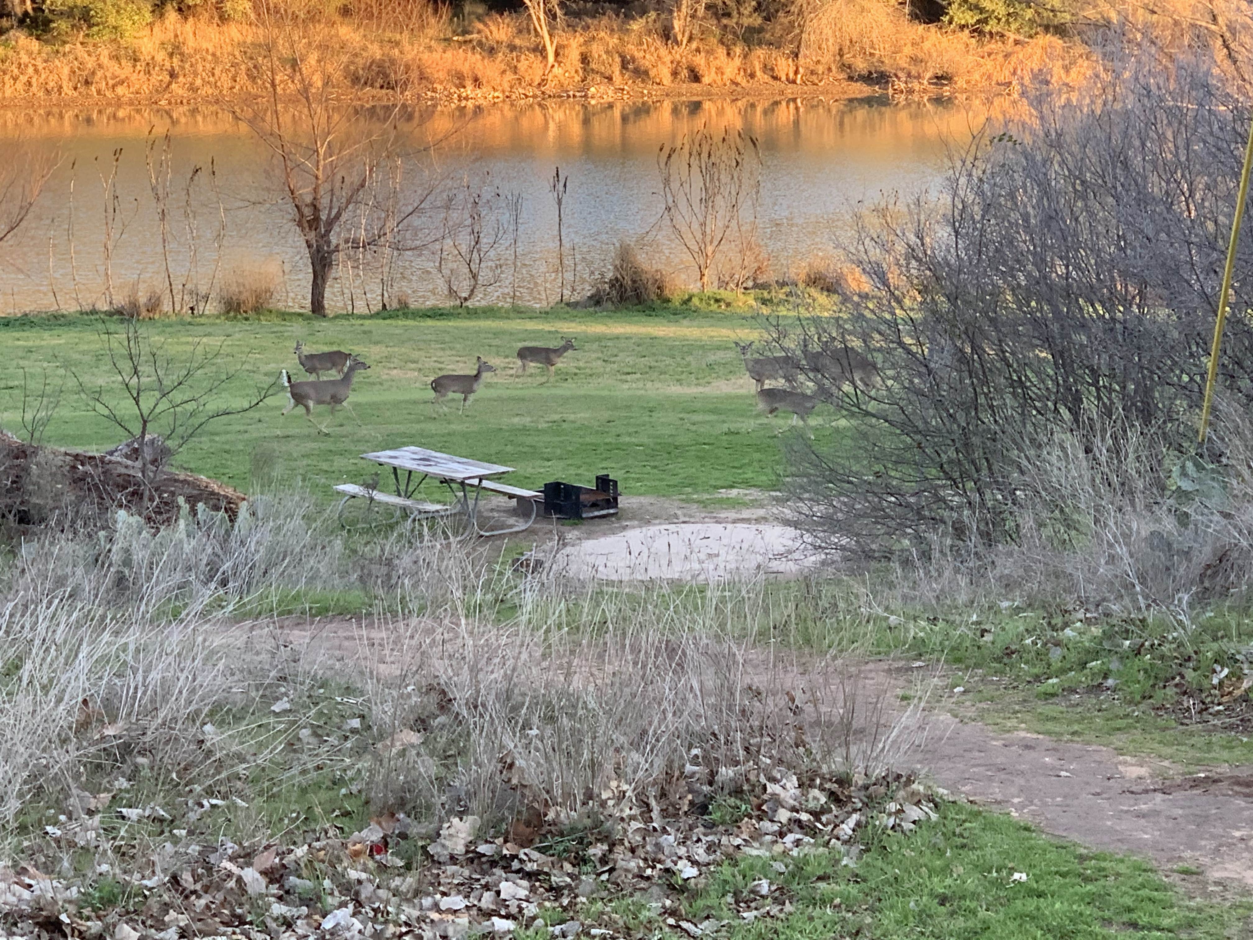 Camper submitted image from North Area Primitive Site - Colorado Bend State Park - 1