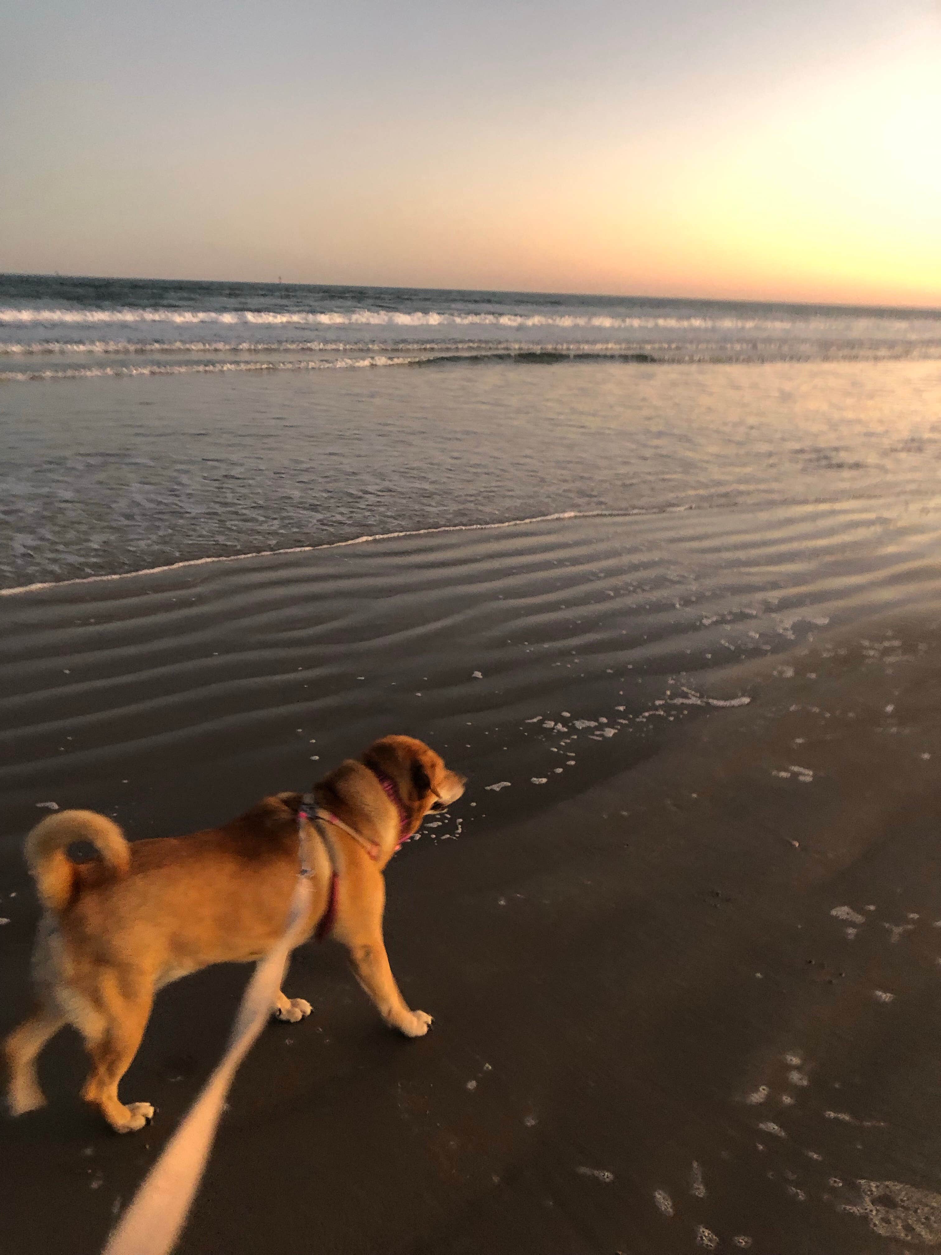 Jo A.'s photo of camping with pets at Mustang Island State Park Campground near Corpus Christi, TX