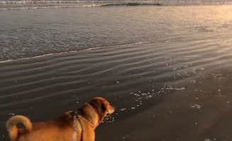 Jo A.'s photo of camping with pets at Mustang Island State Park Campground near Port Aransas, TX