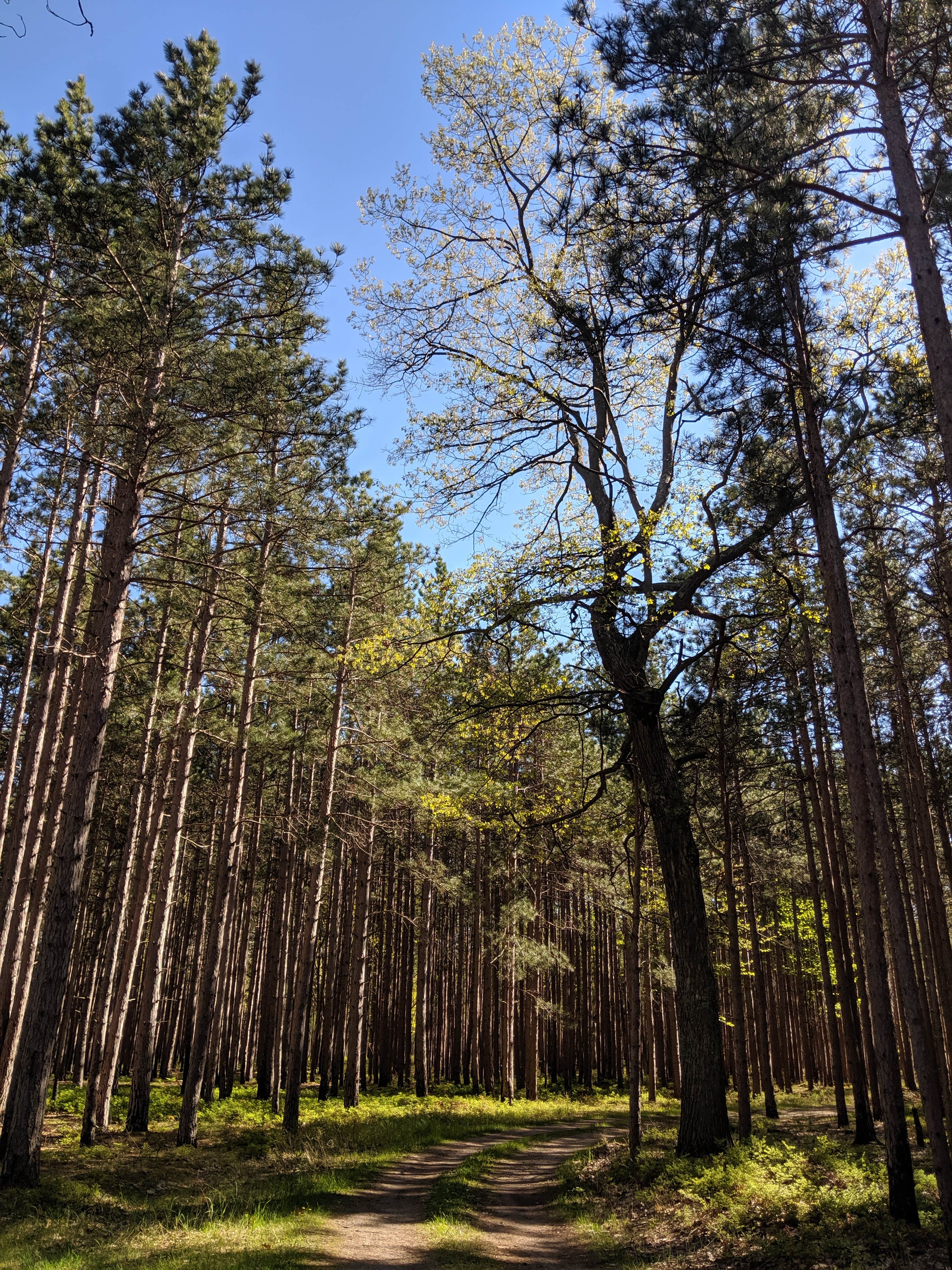 Camper-submitted photo at Nordhouse Dunes Wilderness - Green Road near Ludington, MI