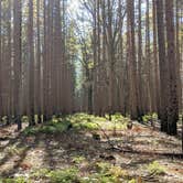 Review photo of Nordhouse Dunes Wilderness - Green Road by Andrew G., January 28, 2020