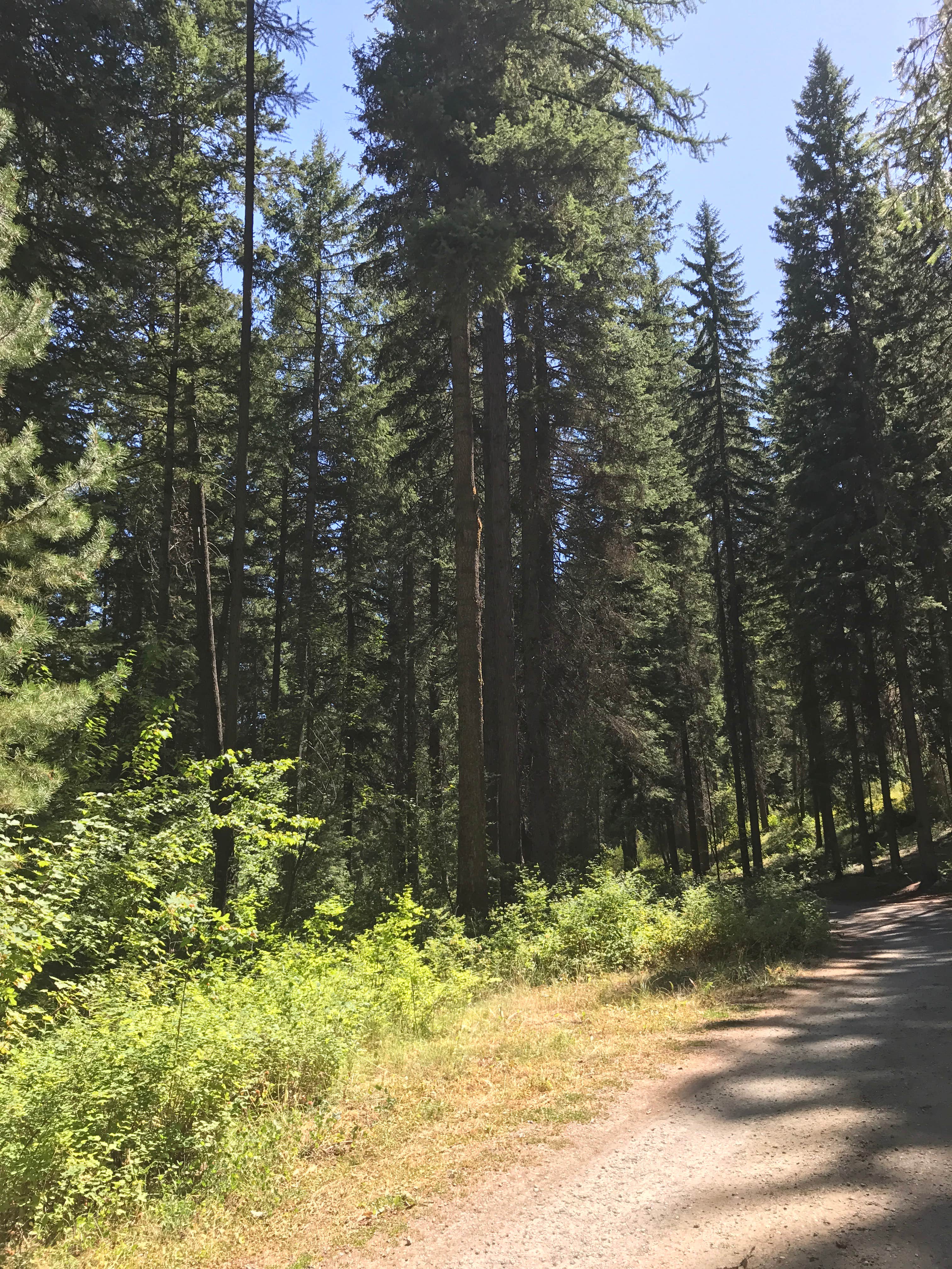 Camper submitted image from Oriole Campground - 1