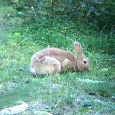 Review photo of Oriole Campground by Nanette C., August 29, 2017