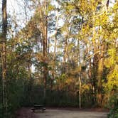 Review photo of Myrtle Beach State Park Campground by Katrin M., February 2, 2020