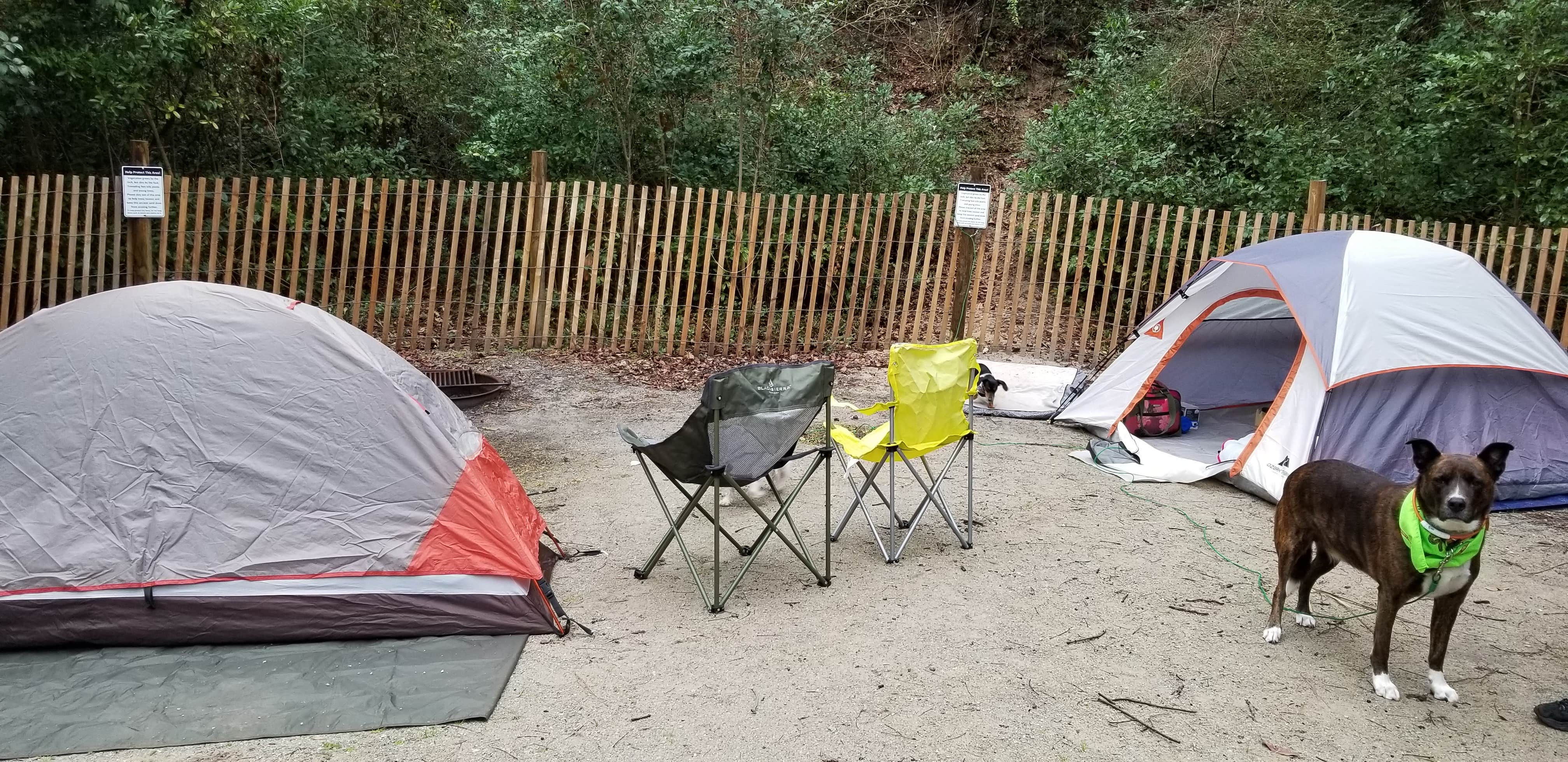 Katrin M.'s photo of camping with pets at Myrtle Beach State Park Campground near Murrells Inlet, SC