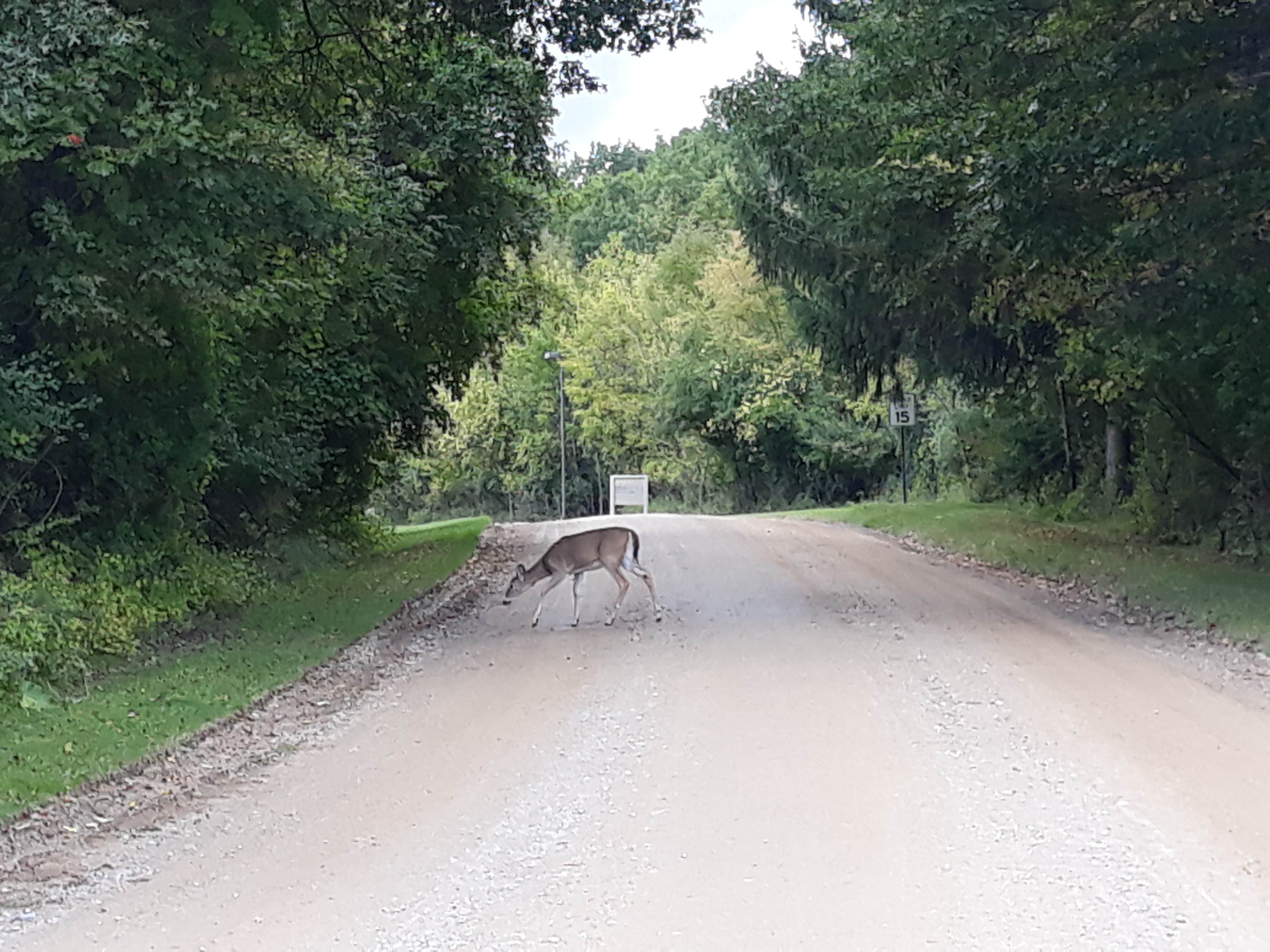Joe S.'s photo of camping with pets at Addison Oaks County Park near Sterling Heights, MI