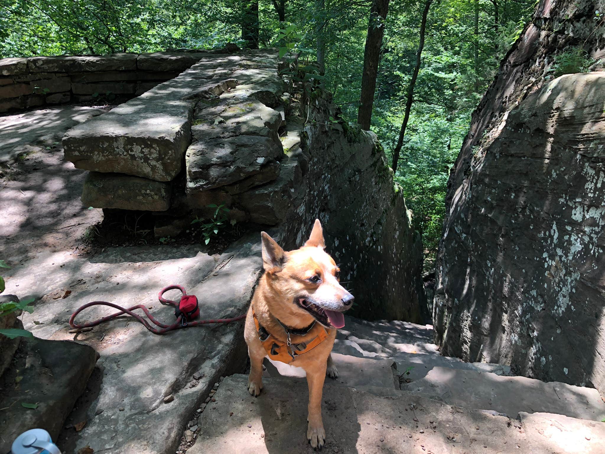 Art S.'s photo of camping with pets at Redbud Campground at Bell Smith Springs near Vienna, IL