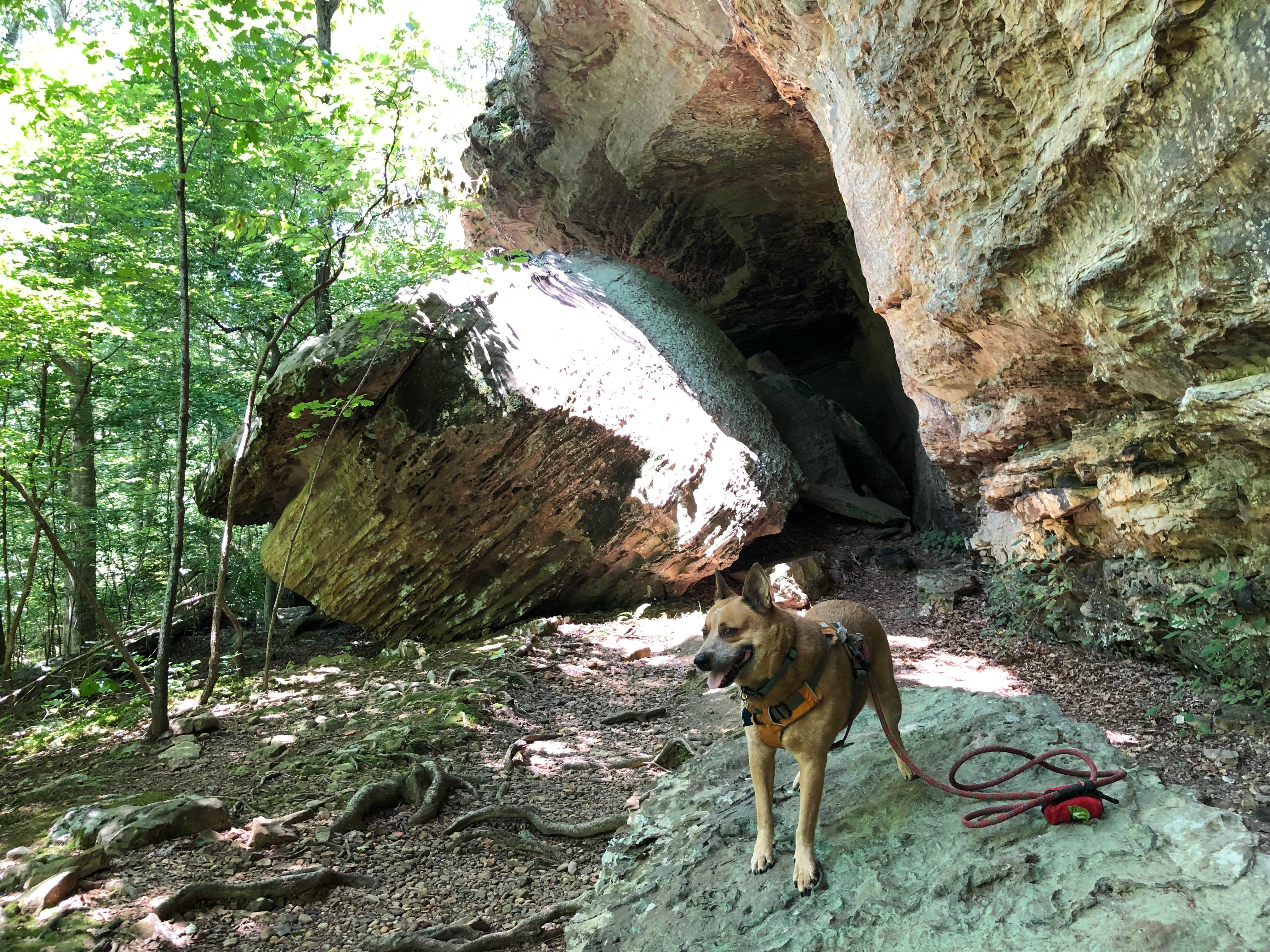 Art S.'s photo of camping with pets at Redbud Campground at Bell Smith Springs near Goreville, IL