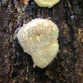 Review photo of Sol Duc Hot Springs Resort Campground — Olympic National Park by Michael K., June 30, 2016