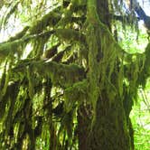 Review photo of Sol Duc Hot Springs Resort Campground — Olympic National Park by Michael K., June 30, 2016