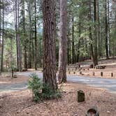 Review photo of Castle Crags State Park Campground by Shanelle W., February 5, 2020