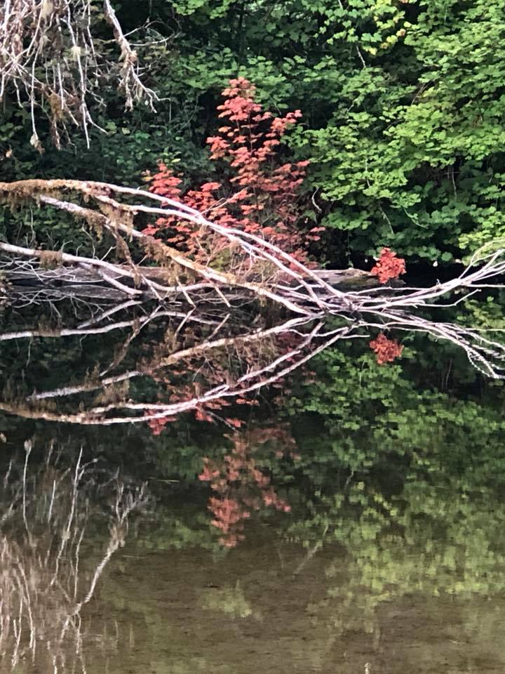 Beautiful reflection on the creek