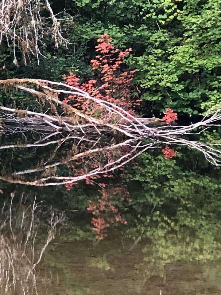 Beautiful reflection on the creek