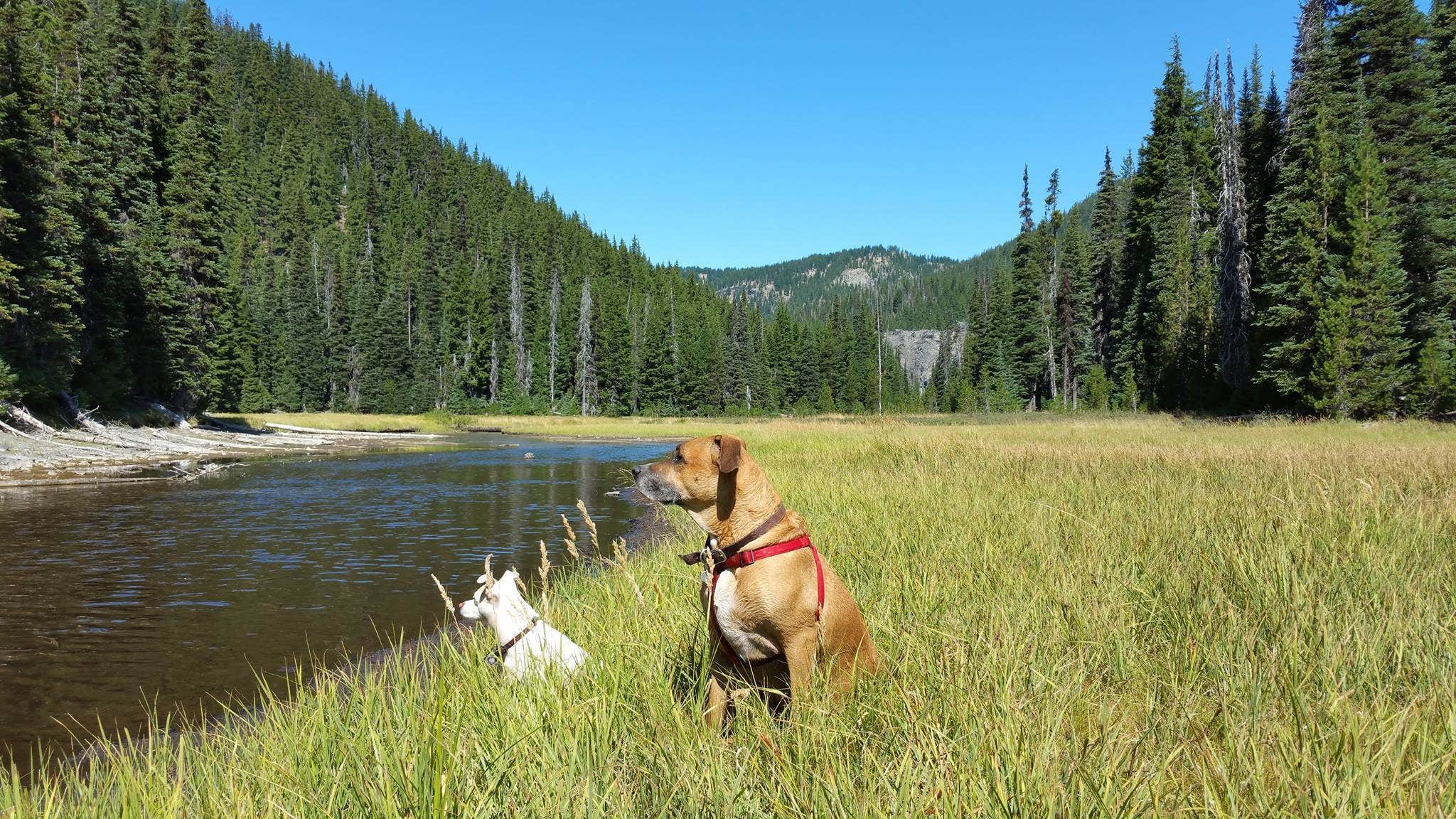 Andrea R.'s photo of camping with pets at Soda Creek Campground near Willamette National Forest