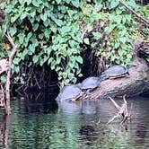 Review photo of Little Manatee River State Park Campground by Ronald H., February 6, 2020