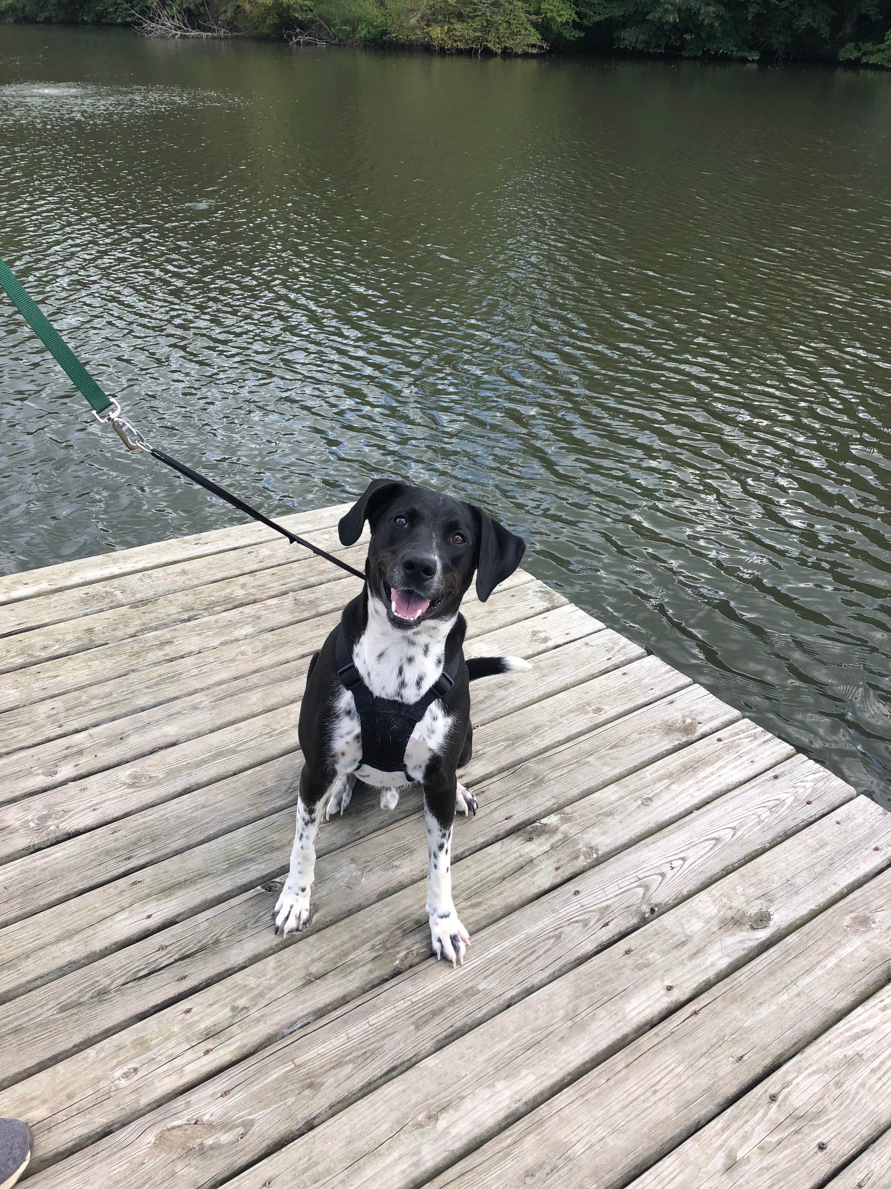 Douglas W.'s photo of camping with pets at Kickapoo State Recreation Area in Illinois