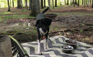 Douglas W.'s photo of camping with pets at Lake Waveland Park near Danville, IN