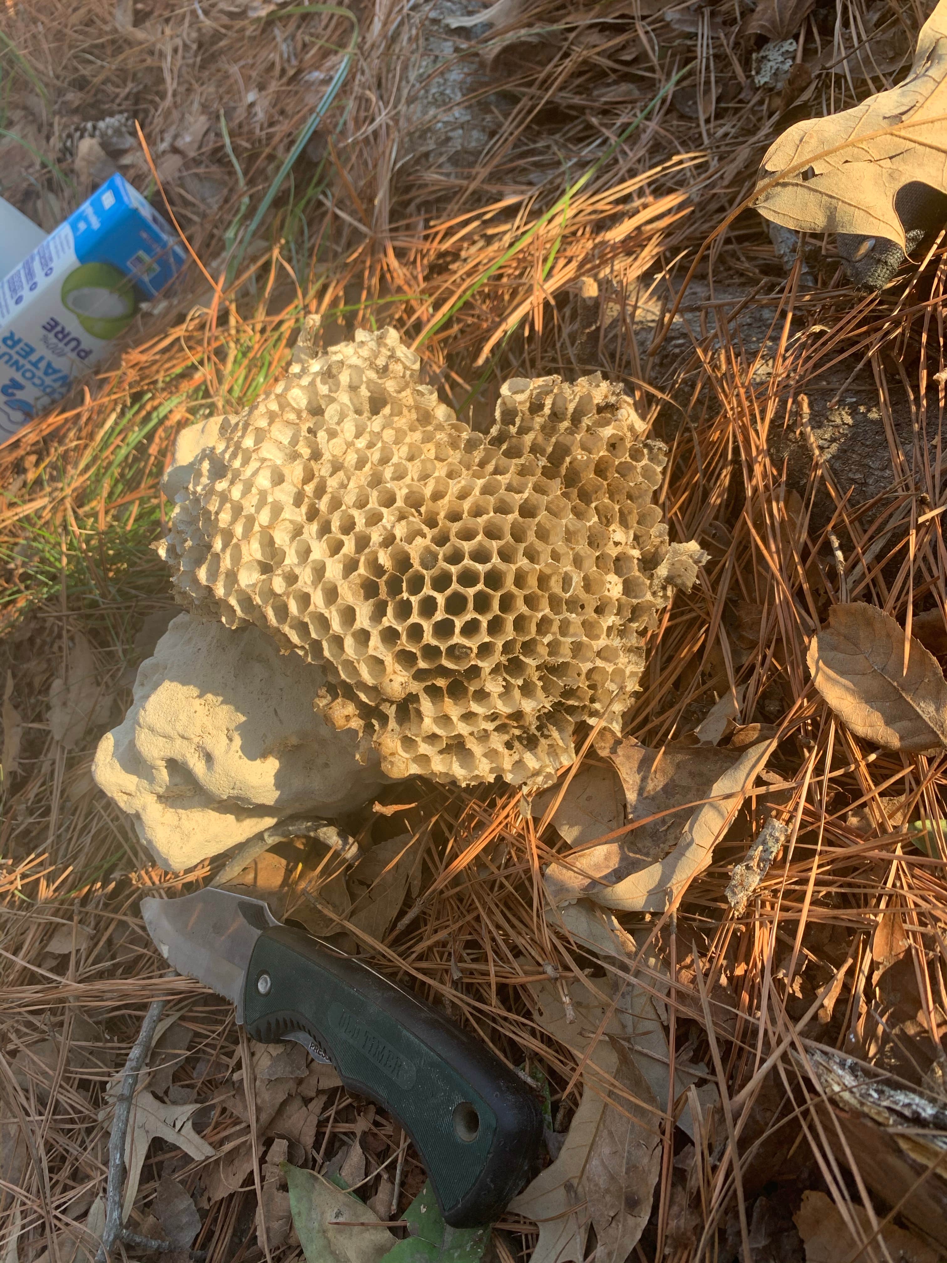 Camper-submitted photo at Valentine Lake Northshore Campground near Pineville, LA