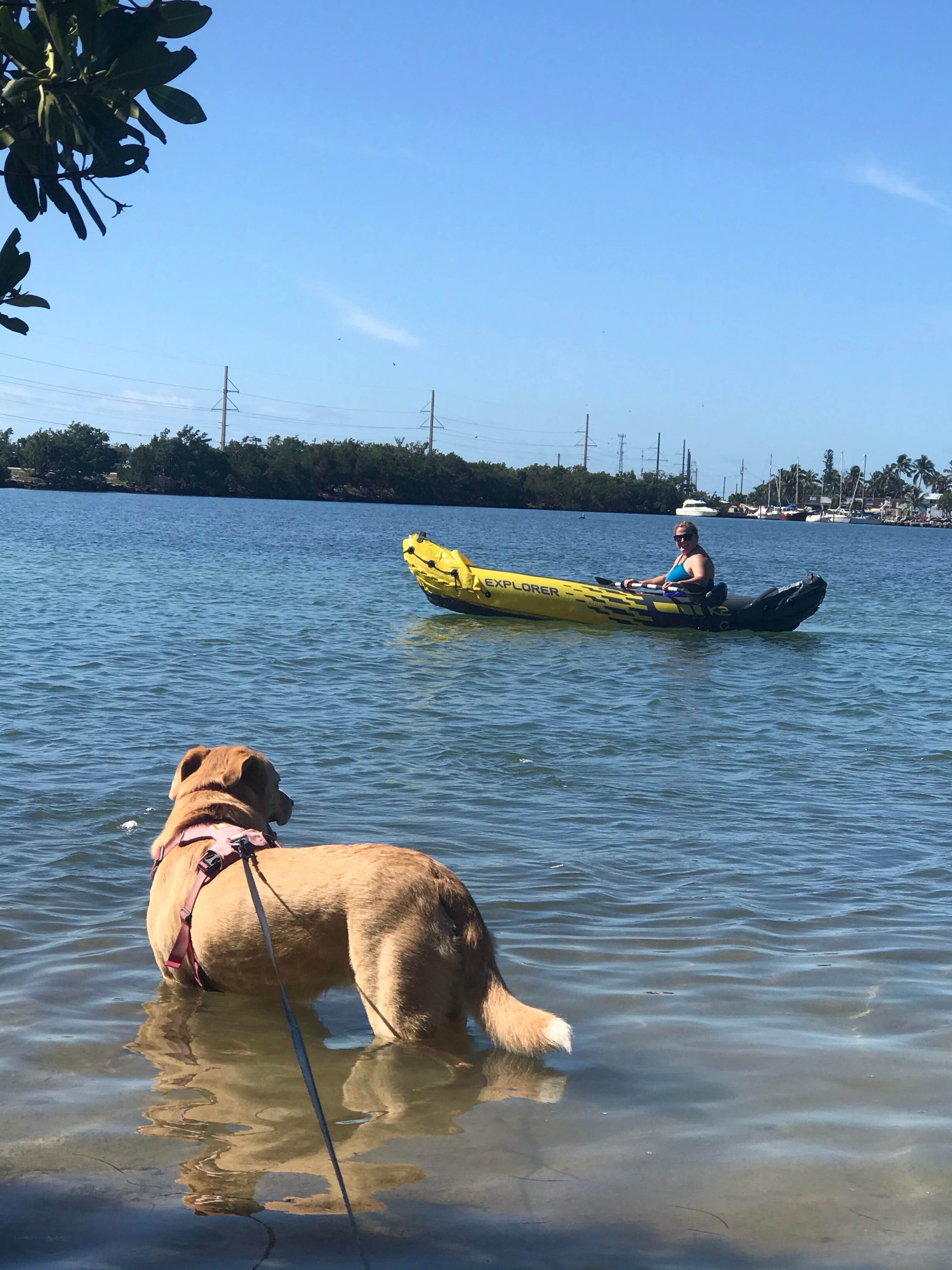 Josh W.'s photo of camping with pets at Encore Fiesta Key near Marathon Shores, FL