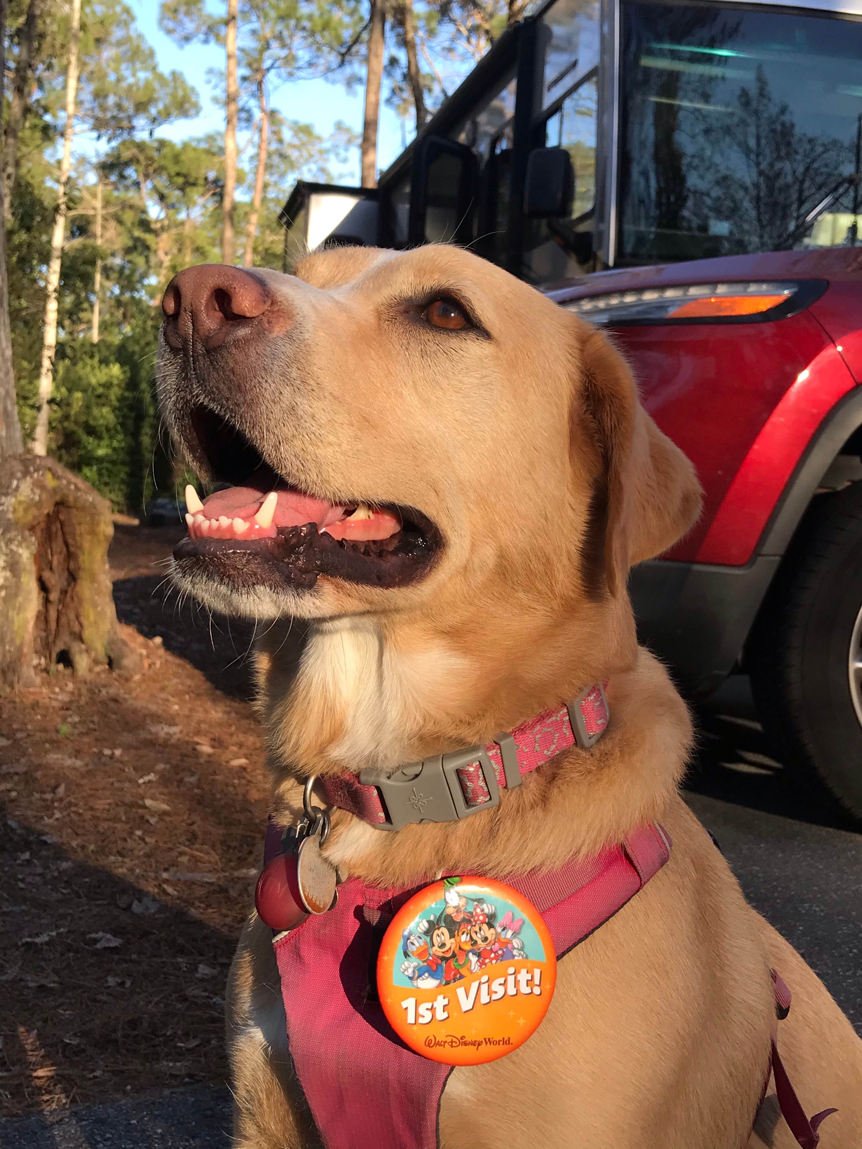 Josh W.'s photo of camping with pets at Disney’s Fort Wilderness Resort & Campground near Windermere, FL