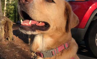 Josh W.'s photo of camping with pets at Disney’s Fort Wilderness Resort & Campground in Florida