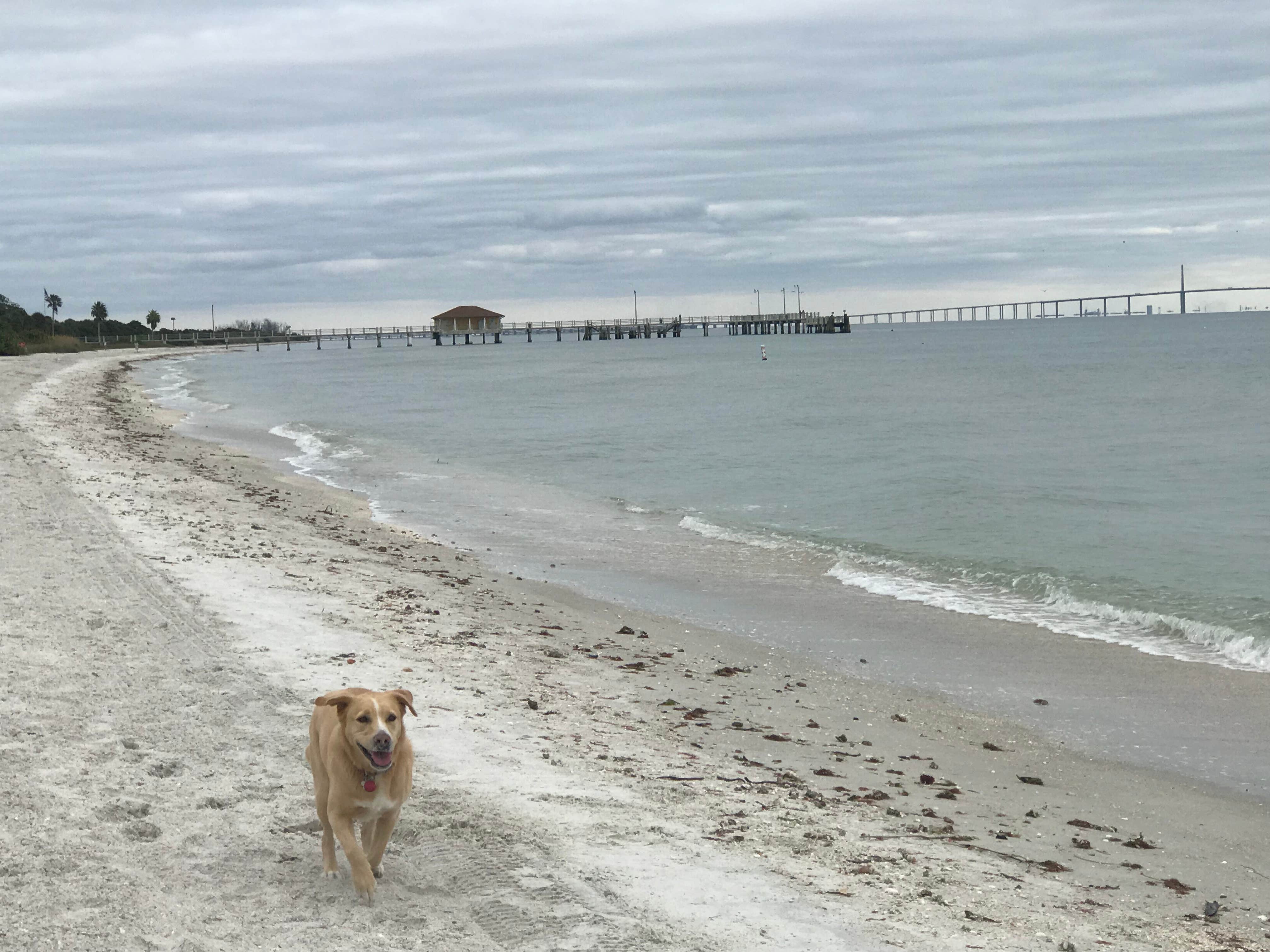 Josh W.'s photo of camping with pets at Fort De Soto Campground near Dunedin, FL
